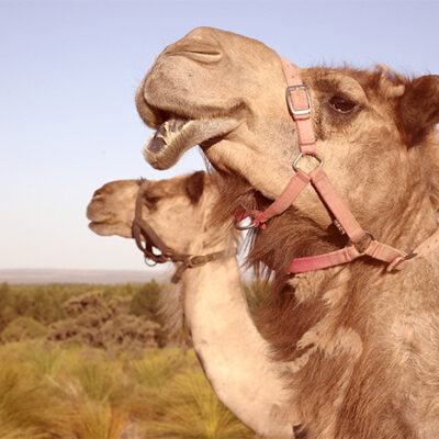Good Earth Dairy Camels
